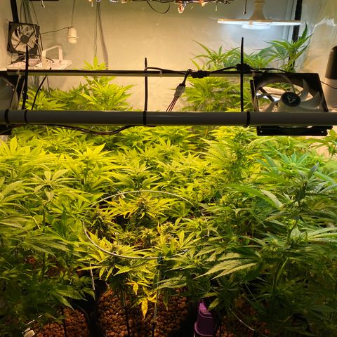 White Gorilla growlog timeline photo