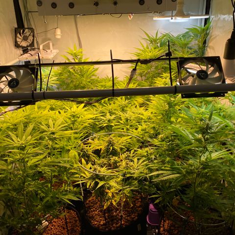 White Gorilla growlog timeline photo
