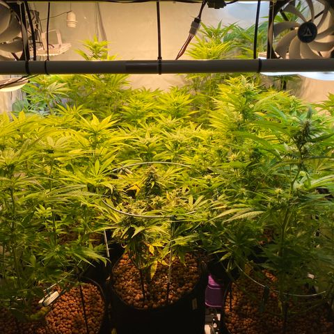 White Gorilla growlog timeline photo