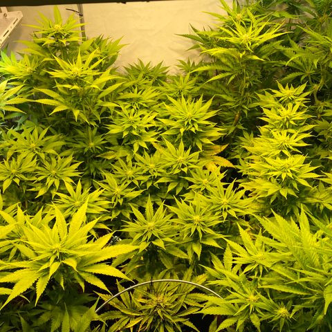 White Gorilla growlog timeline photo