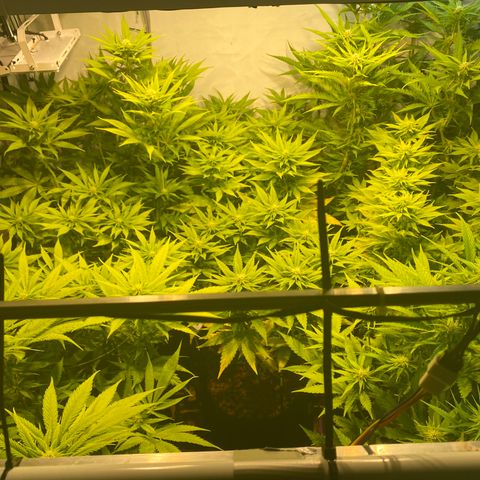 White Gorilla growlog timeline photo