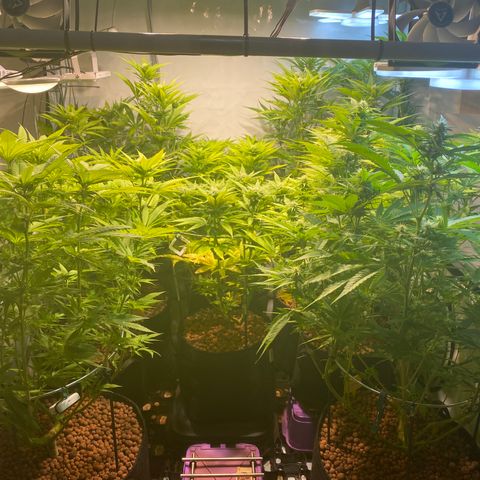White Gorilla growlog timeline photo