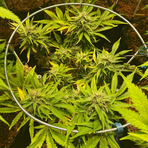 White Gorilla growlog timeline photo