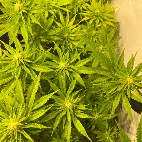 White Gorilla growlog timeline photo