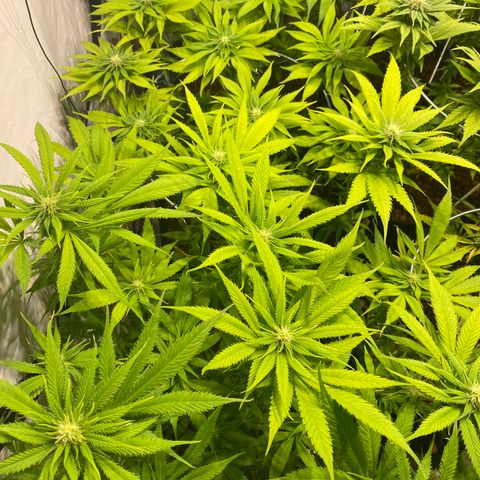 White Gorilla growlog timeline photo