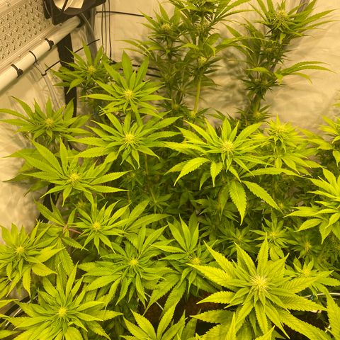 White Gorilla growlog timeline photo