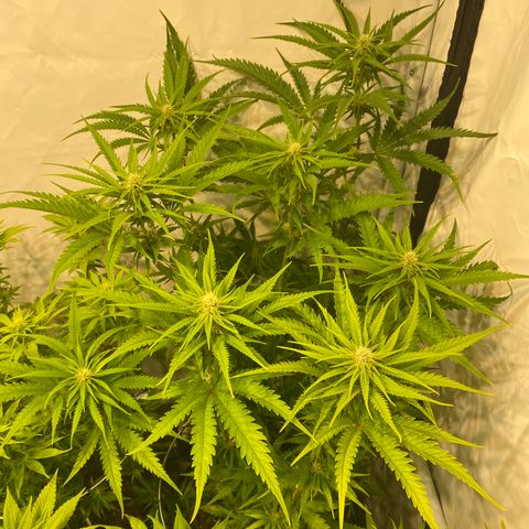 White Gorilla growlog timeline photo