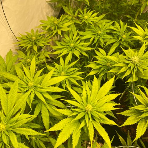 White Gorilla growlog timeline photo