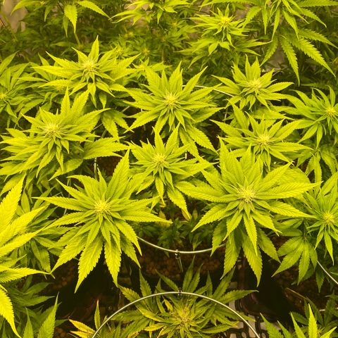 White Gorilla growlog timeline photo