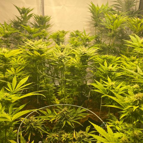 White Gorilla growlog timeline photo