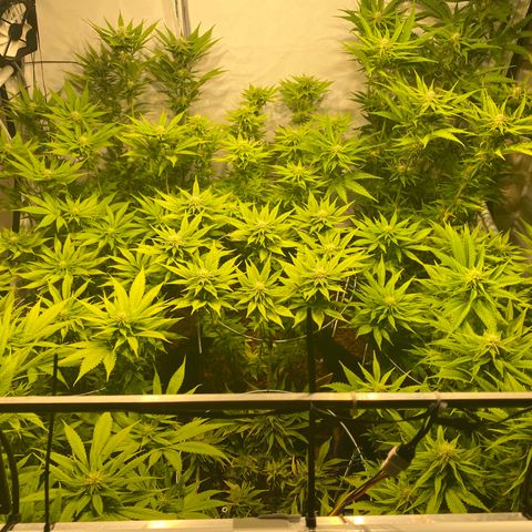 White Gorilla growlog timeline photo