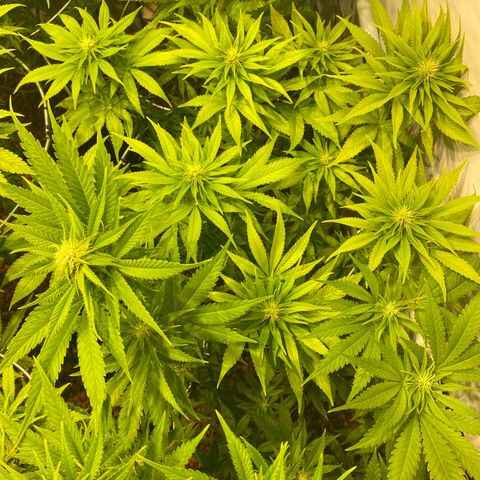 White Gorilla growlog timeline photo