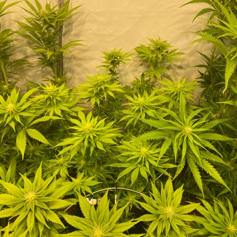 White Gorilla growlog timeline photo