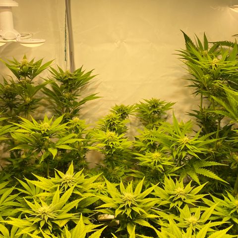 White Gorilla growlog timeline photo