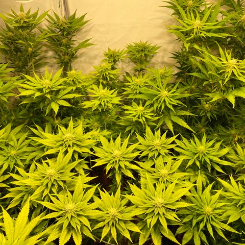 White Gorilla growlog timeline photo