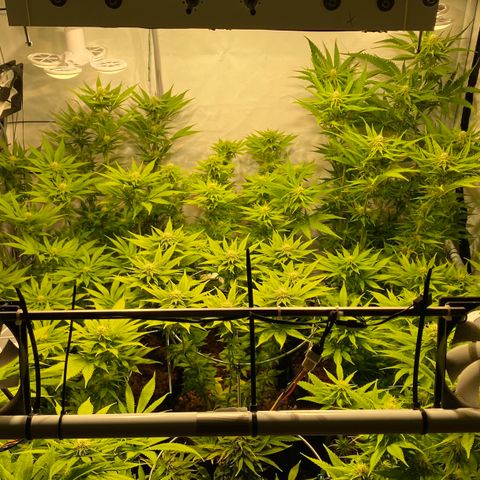White Gorilla growlog timeline photo