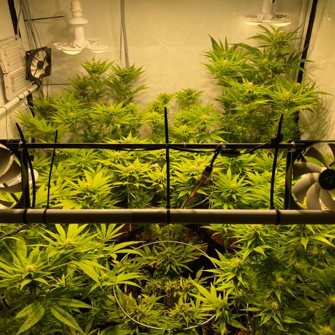 White Gorilla growlog timeline photo