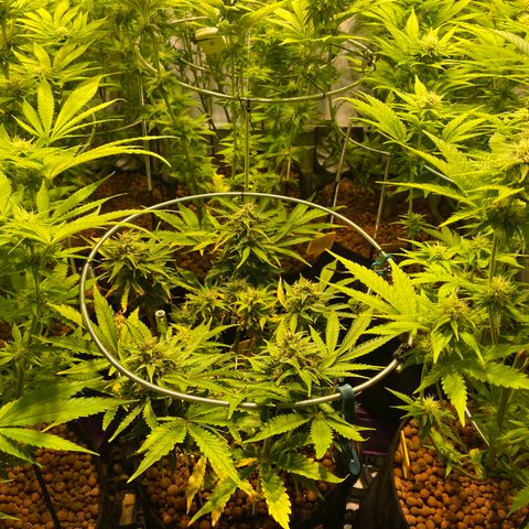 White Gorilla growlog timeline photo