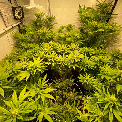 White Gorilla growlog timeline photo