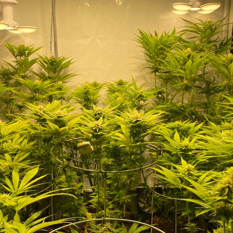 White Gorilla growlog timeline photo