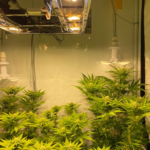 White Gorilla growlog timeline photo