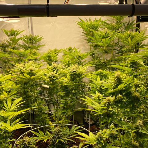 White Gorilla growlog timeline photo