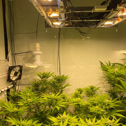 White Gorilla growlog timeline photo