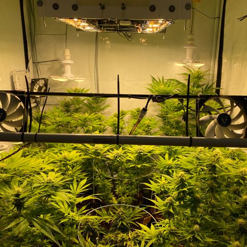 White Gorilla growlog timeline photo