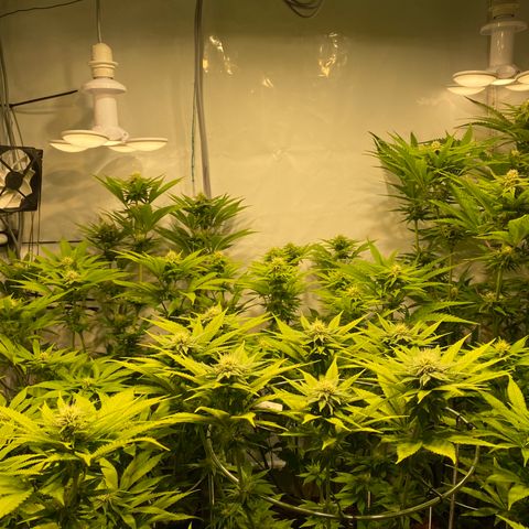 White Gorilla growlog timeline photo