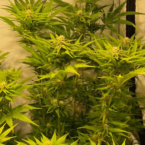 White Gorilla growlog timeline photo