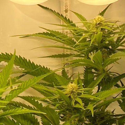 White Gorilla growlog timeline photo