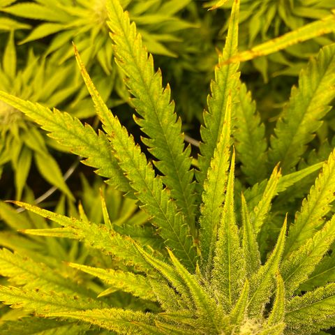 White Gorilla growlog photo: Rostflecken - pH-Schwankung?