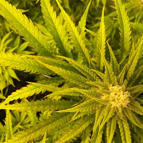 White Gorilla growlog photo: Rostflecken - pH-Schwankung?