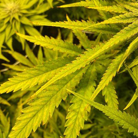 White Gorilla growlog photo: Rostflecken - pH-Schwankung?