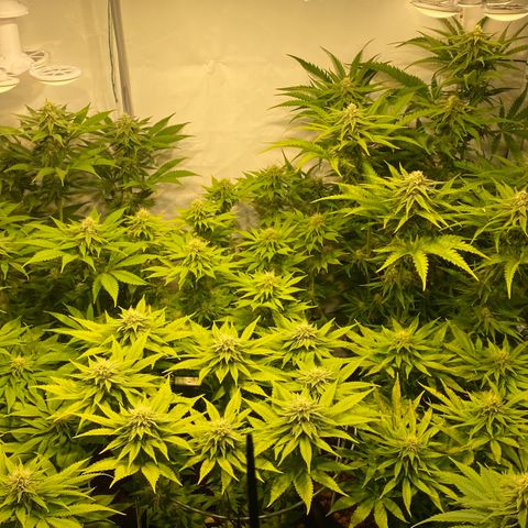 White Gorilla growlog timeline photo