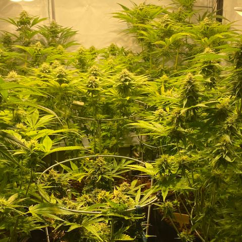 White Gorilla growlog timeline photo