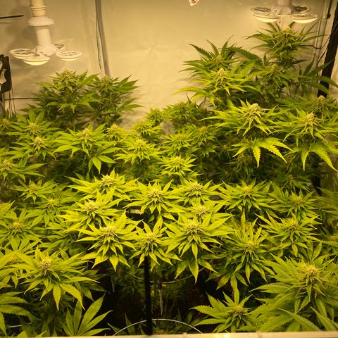 White Gorilla growlog timeline photo