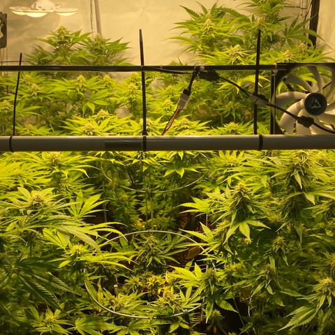 White Gorilla growlog timeline photo