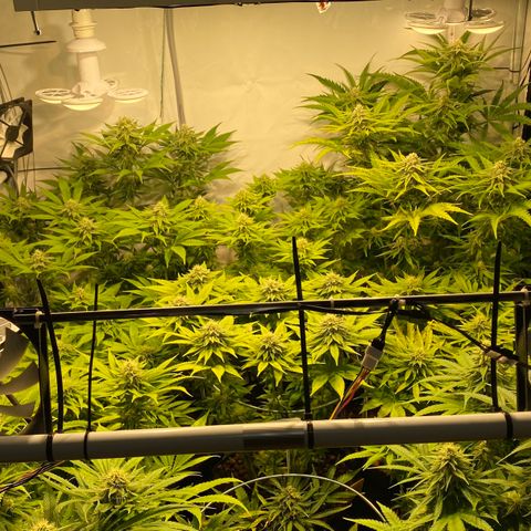 White Gorilla growlog timeline photo
