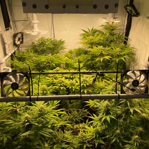 White Gorilla growlog timeline photo