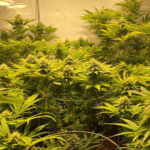 White Gorilla growlog timeline photo