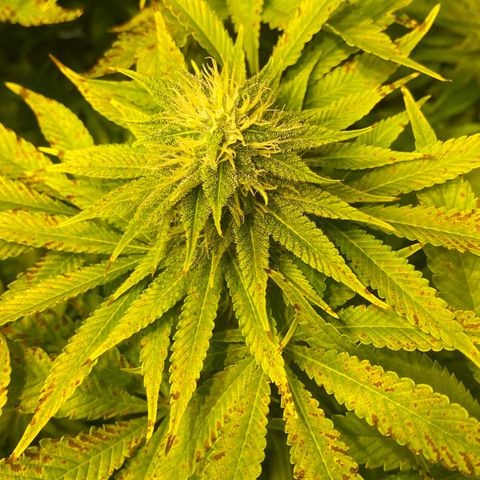 White Gorilla growlog timeline photo
