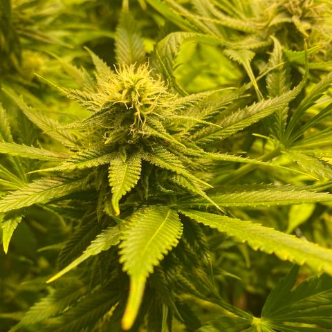 White Gorilla growlog timeline photo