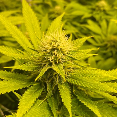 White Gorilla growlog timeline photo