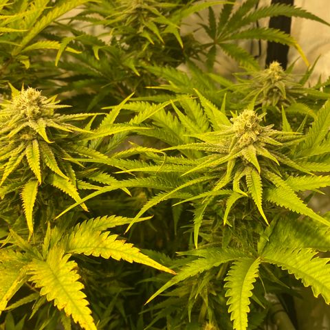 White Gorilla growlog timeline photo