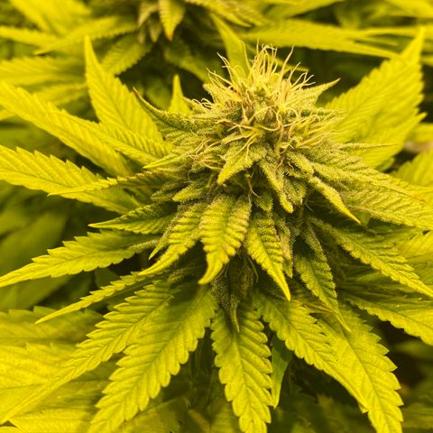 White Gorilla growlog timeline photo