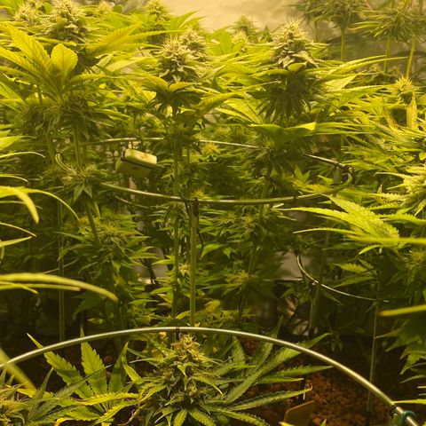 White Gorilla growlog timeline photo