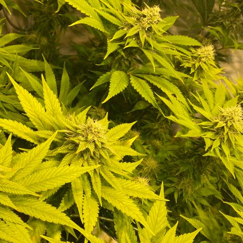 White Gorilla growlog timeline photo