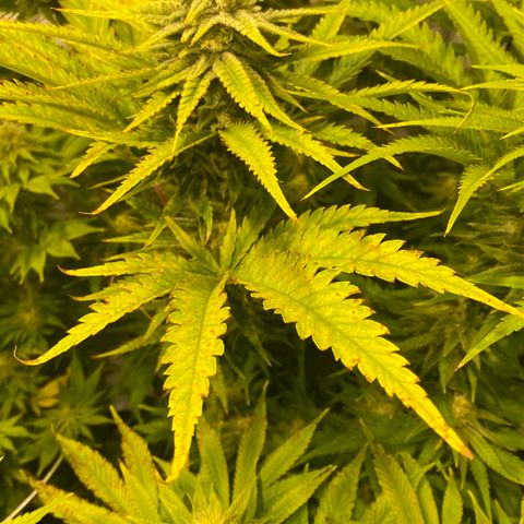 White Gorilla growlog timeline photo