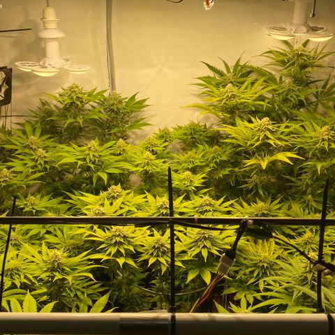 White Gorilla growlog timeline photo